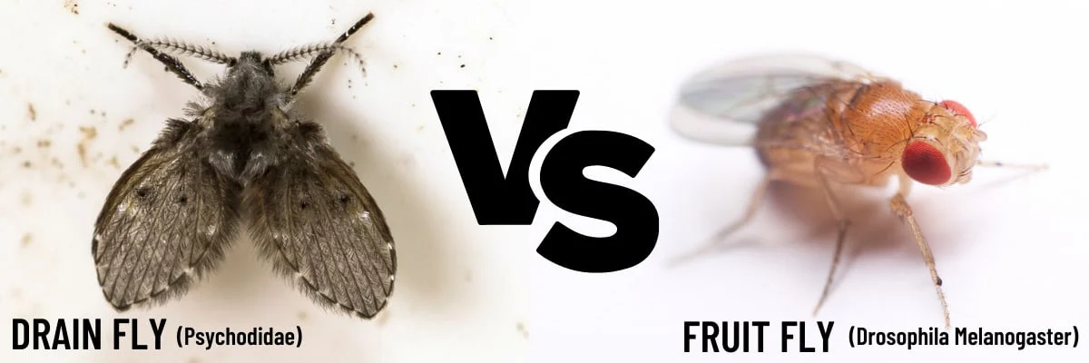 pictures of up close fruit flies and drain flies to highlight the differences between the two insects